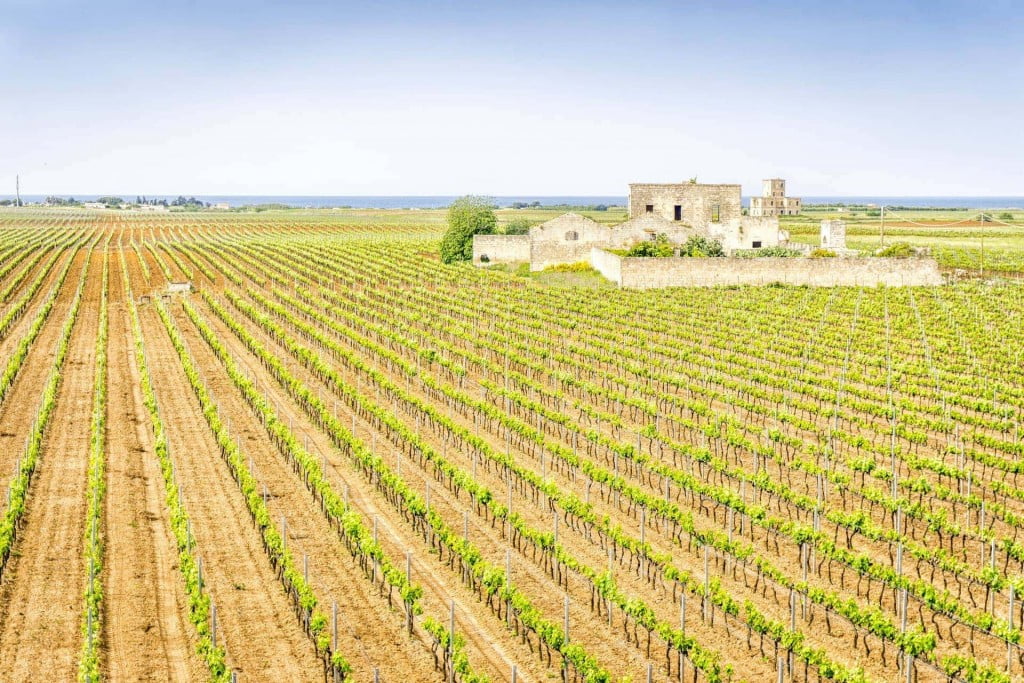 winery wine puglia