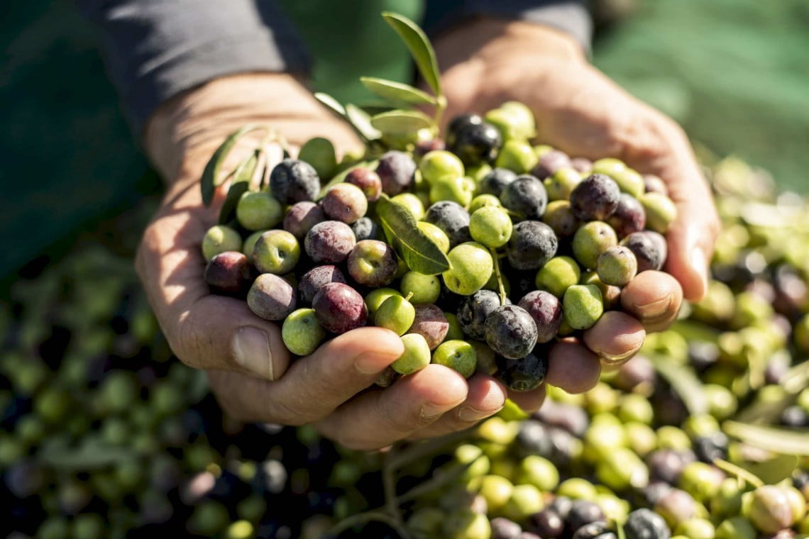 olive harvest puglia