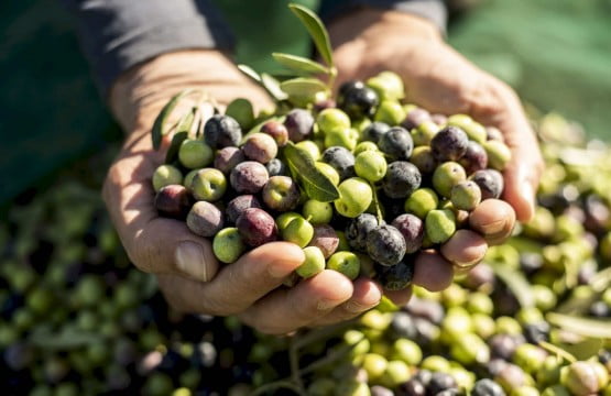 olive harvest puglia