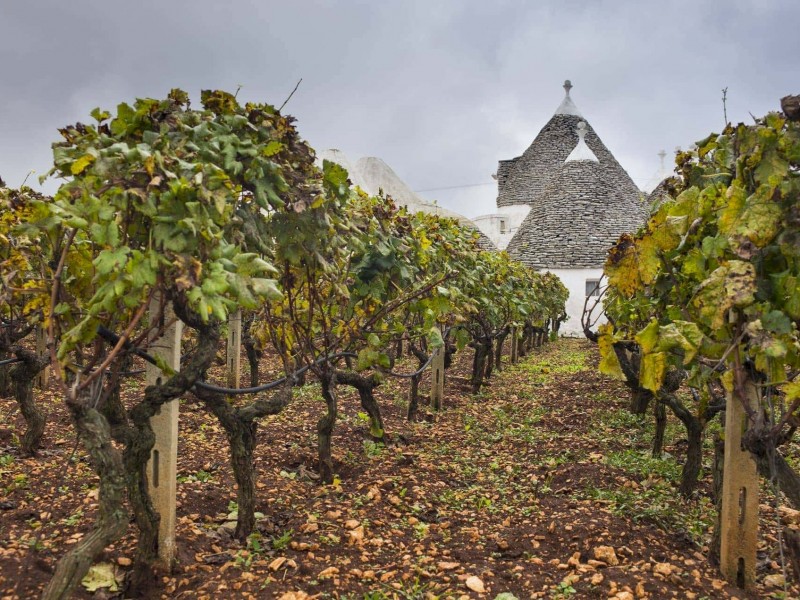 vineyard wine puglia (2)_risultato vineyard wine puglia (2)_risultato